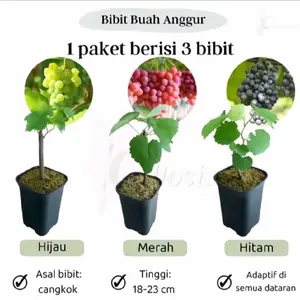 Bibit anggur 1 paket berisi 3 jenis Merah/hijau/hitam hasil cangkok