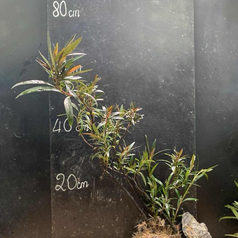 Mị nương cây thuần gốc đẹp từ 30 cm đến 60 cm