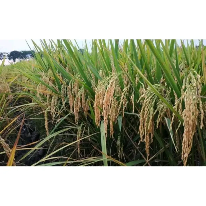 Benih padi unggul CIBATU 06 Kemasan 1kg 2