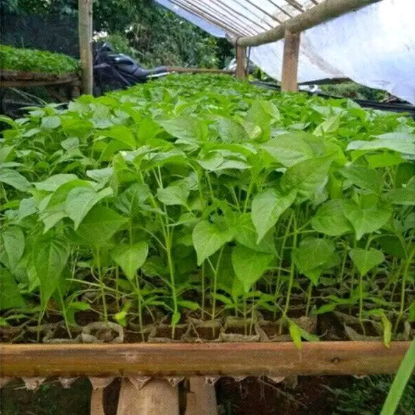 bibit tanaman cabai rawit 1pcs untuk tanaman/bibit / benih 0