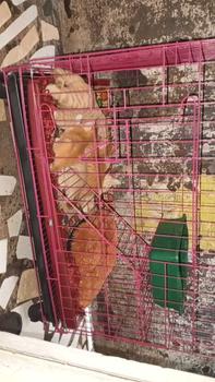 Product Review of KANDANG KUCING MURAH SIZE XL 75X45X55 HIGH QUALITY from C**h 1