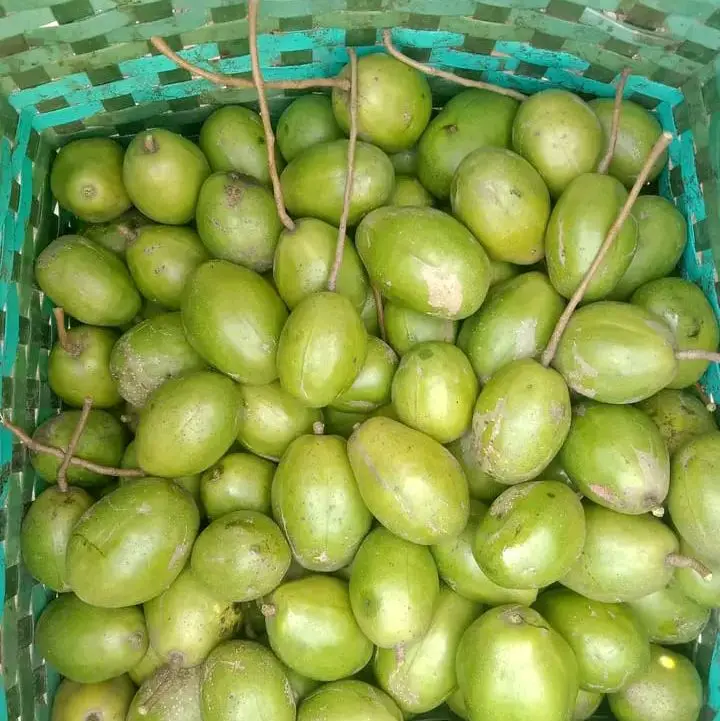 Buah Kedondong Kriuk 1kg Manis Segar Dan Enak kriuk kriuk 5
