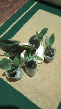 Product Review of RIEKE ARTIFICIAL PLANT ANGREK CATTY 6 PCS - KUALITAS TERJAMIN ESTETIK from R**h 0