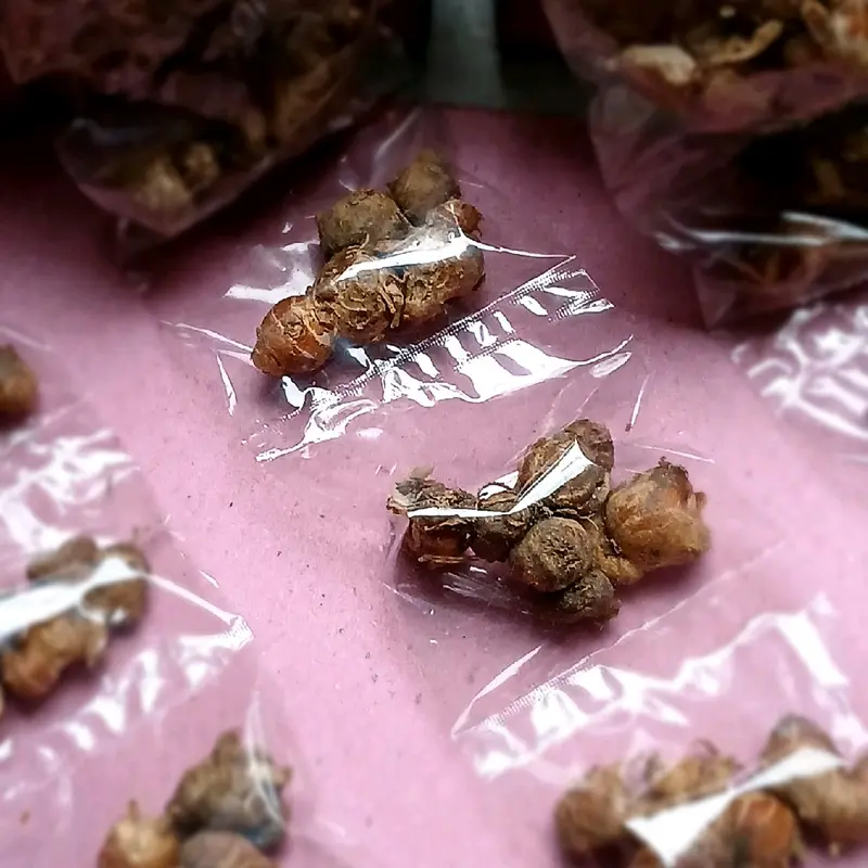 kencur bumbu kering,1 renteng isi 10 pcs 0