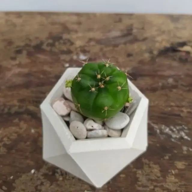 Paket lengkap kaktus sukulen POT HEXASHAPE artificial 4