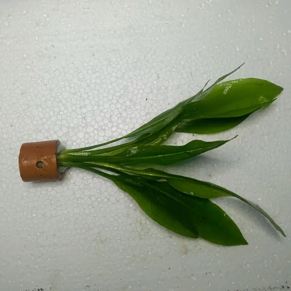 sintesis echinodorus amazon sword hiasan media pot akuarium dekorasi aquascape