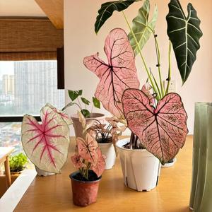 Semillas de Caladio,500 Granos,Variedades Mixtas,Hojas Coloridas Vibrantes,Fácil de Cultivar,Decoración Fresca para Jardines y Hogar