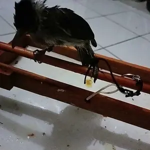 Tali Burung Tali kaki Burung Kutilang Tali Premium Hitam