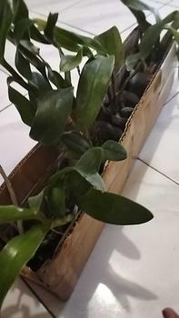 Product Review of RIEKE ARTIFICIAL PLANT ANGREK CATTY 6 PCS - KUALITAS TERJAMIN ESTETIK from t**6 1
