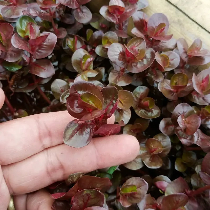 Tanaman sintetik rotala marcandra red hiasan akuarium 1