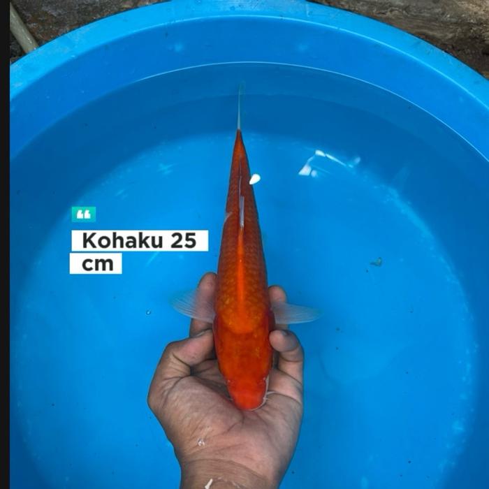 Gambar ikan koi Blitar / cemani farm / kohaku 004 dari cemani farm koi Kota Administrasi Jakarta Selatan Tokopedia