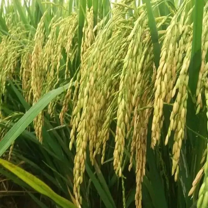 BENIH PADI MR 337 KEMASAN 5KG KUALITAS BENIH PADI PREMIUM 1