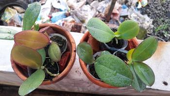 Product Review of pot plastik ANGBUL KUALITAS BAGUS dapat 3 (HKM-B/SD) from T**i 0