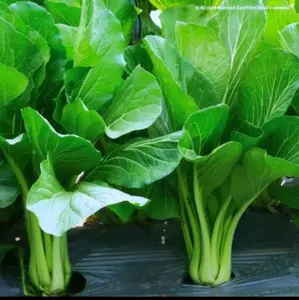 Benih Sawi Caisim Hijau Hibrida Unggul Rapack Bibit benih sayuran