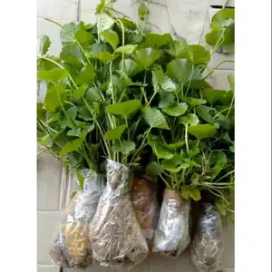 Bibit daun pegagan /antanan per 3bibit sudah ada akar media tanah siap kirim