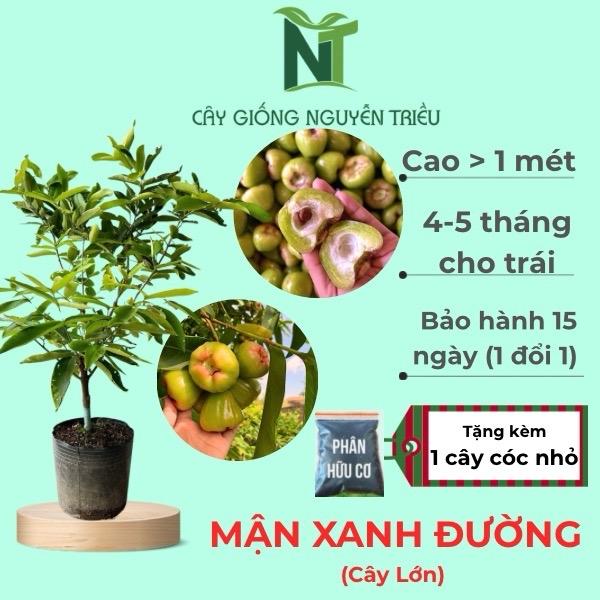   SALE 12.12  Cây Giống Mận Xanh Đường Cây Lớn Cao Trên 1m 4-5 tháng cho trái quả nhỏ mọc thành chùm ăn ngọt trồng chậu được 