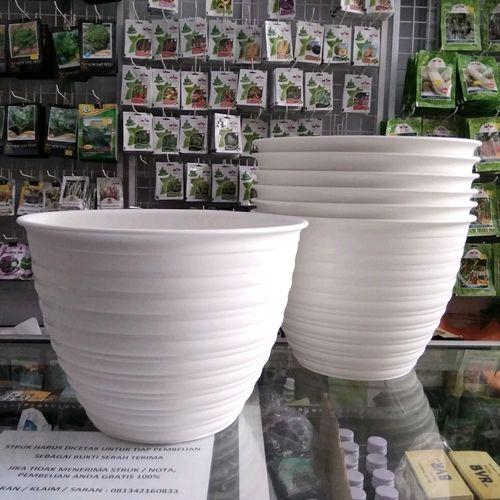 benih/bbt kelapa genjah hijau super ugggul 0