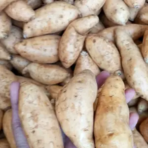 ubi madu cilembu ukuran sedang (TO) isi 7-10 biji ORIGINAL