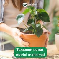 Gambar Workplant – Vitamin B1 Anti Stres untuk Tanaman Layu Setelah Pindah Tanam & Membantu Adaptasi Tanaman dari workplant official Kota Surabaya 4 Tokopedia