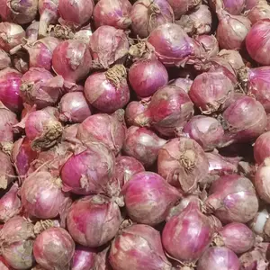 Bawang Merah Lokal Garut Segar untuk Masakan Anda Produk Organik Bulat Montok Cocok untuk Berbagai Jenis Masakan