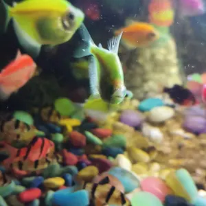 batu kerikil warna 1 kg,kerikil hias warna kaktus,dekor pot, aquarium