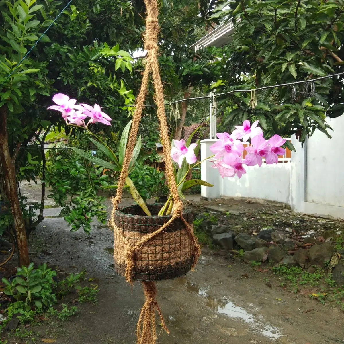 Pot bunga anggrek jumbo gantung kombinasi ijuk aren dirangka kawat pvc Kelapa Plastik