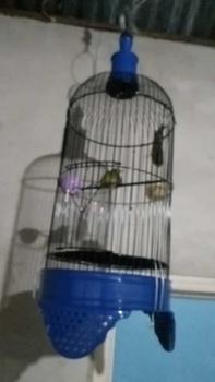 Product Review of SANGKAR PLECI KANDANG BURUNG PLECI KONIN SOGON DIAMETER 23CM HELOPED from y**o 1