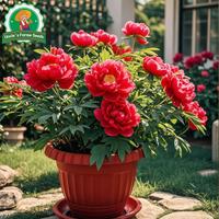 Gambar 20 Biji Benih Bunga Peoni Bonsai Untuk Menanam Tanaman Bunga Peoni Untuk Berkebun Berkebun, Bibit Bonsai, Menanam Bunga, Dekorasi Taman Luar Ruangan Peony Flower Seeds - 4 Paket  dari Benih Pilihan Alam Kota Administrasi Jakarta Pusat 2 Tokopedia