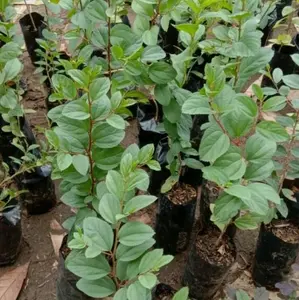 Bidara Arab Asli Tanaman Bidara Arab untuk penyembuhan penyakit