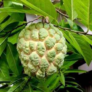 Bibit srikaya jumbo cepat berbuah