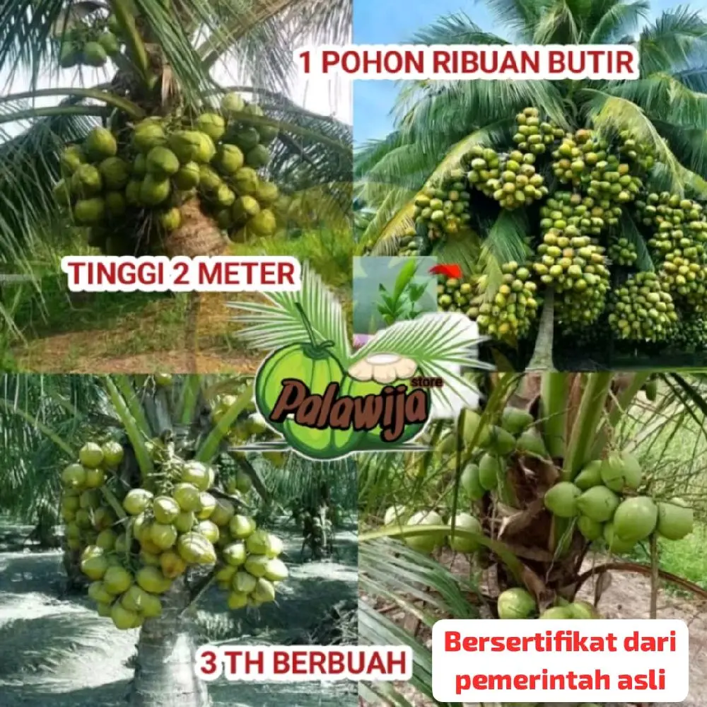 benih kelapa jelly kopyor Thailand cepat berbuah sudah bersertifikat resmi