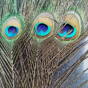 bulu merak premium murah berkwalitas