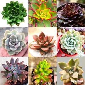 Kaktus Sukulen Mini MURAH Bebas Pilih JENIS GRATIS POT 5cm tanaman hidup *bukan plastik/artificial