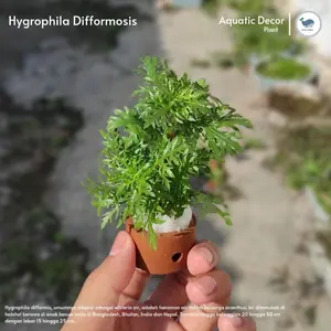 Ornamen Pot Akuarium Aquascape_Hiasan aquarium_aquascape