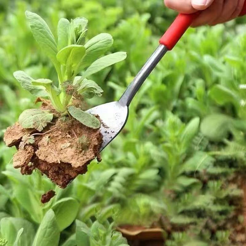 Product Introduction of Digging vegetables digging garlic spatula thickening garden planting flowers removing seedlings removing grass digging shovel outdoor wild vegetable tools 30