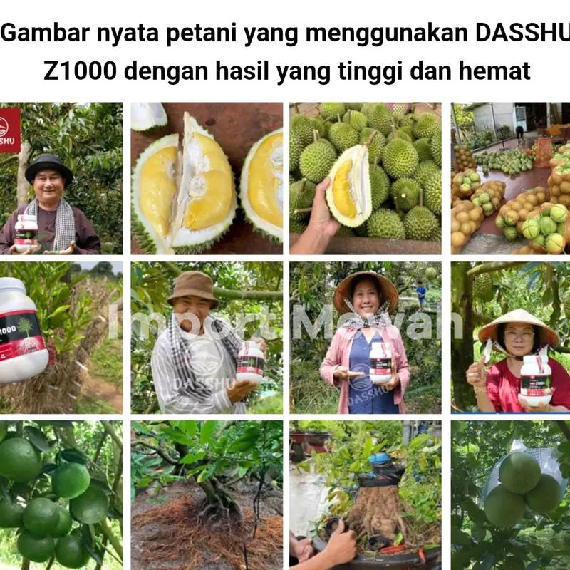 Pupuk DASSHU Jepang Z1000 2
