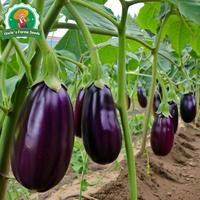 Gambar 100% Asli 200 Biji Benih Terong Ungu Besar Hasil Tinggi Untuk Menanam Tanaman Sayuran Benih Terong Bulat Hibrida F1 Benih Organik Segar Benih Sayuran Bonsai Untuk Berkebun Benih Condor Buto Ng Gulay Bibit Sayuran Benih Talong Mudah Tumbuh - 4 packs - Seeds dari Benih Pilihan Alam Kota Administrasi Jakarta Pusat 4 Tokopedia