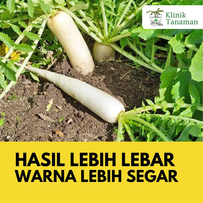 Benih Lobak Chinese Radish Long 20gr (1.300 Biji) Benih Lobak Ta Fung Bibit Lobak TaFung Bibit Ta Fung Benih Ta Fung Seed Benih Tafung Bibit Tafung Benih Sayur Sayuran Buah Tanaman Organik Hidroponik Kebun 2