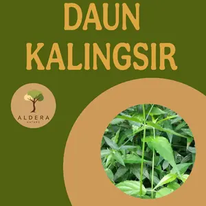 Daun kalingsir / Daun belalai gajah fresh langsung petik Dari pohon (100gr)