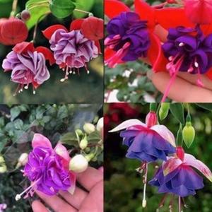 FuchsiadeColoresMezcladosSemillas100GranosFloresVibrantesparaColgarFácildeCultivarResistentealCalorIdealparaPrincipiantesAmantesdelasPlantasBalcóneInterior