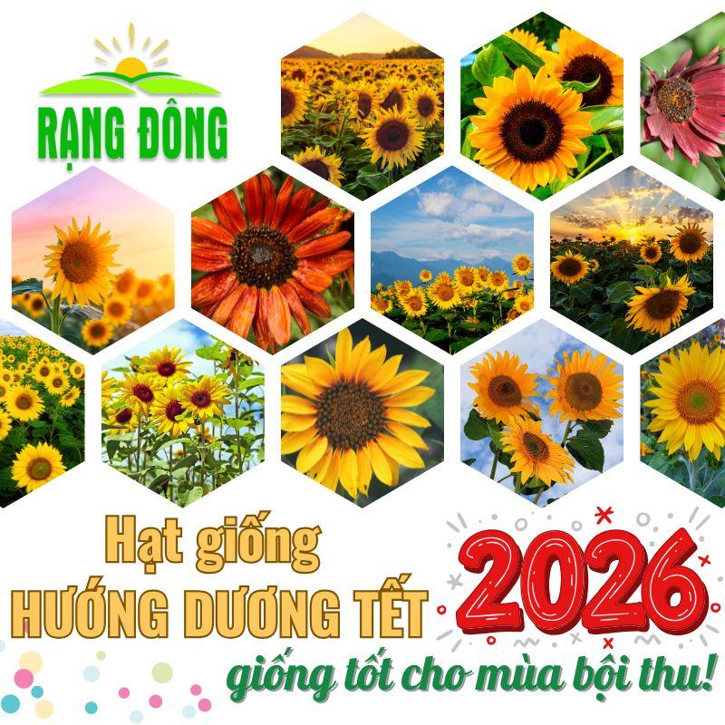 Hạt giống Hoa Hướng Dương TẾT 2026 nảy mầm tốt thích hợp trồng chậu sân vườn - Hạt giống Rạng Đông