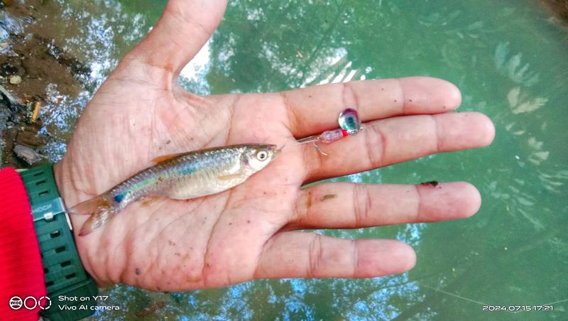 Product Introduction of Umpan rayap lure micro fishing/umpan mancing untuk target wader pari, nila, betok, jungle peach dll 3