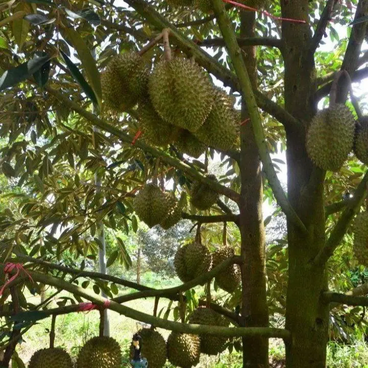 MANGGROW Fruit - Nutrisi Pupuk Organik Pohon Tanaman Durian | Booster Durian Kemasan 500ML dan 1000ml | Penyubur Buah, Bunga & Daun Durian Pupuk 4