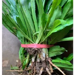 Daun walang sangit segar isi 20 pohon plus akar