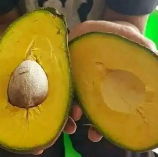 Alpukat Mentega Reguler 1Kg (isi 4 Buah) Pulen Legit grosir frozen mentega