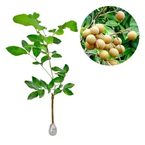 Bibit Kelengkeng New Kristal Buah Dompol Super Bonus Pupuk untuk Tumbuh Kembang Optimal