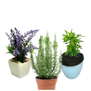PROMO Paket 3 Pohon Lavender / Tanaman Anti Nyamuk Lavender/ Paket 3 Pohon zodaik, rosmery, lavender