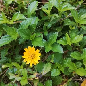 Tanaman bibit bunga matahari mini bibit pohon proyek