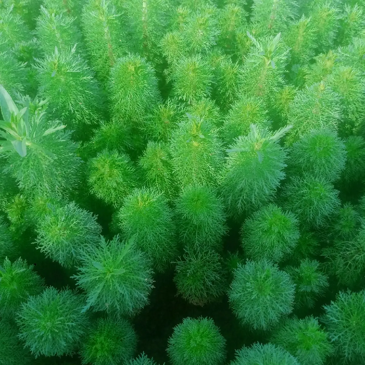 Tanaman sintetis limnopila sesiliflora hiasaan akuarium