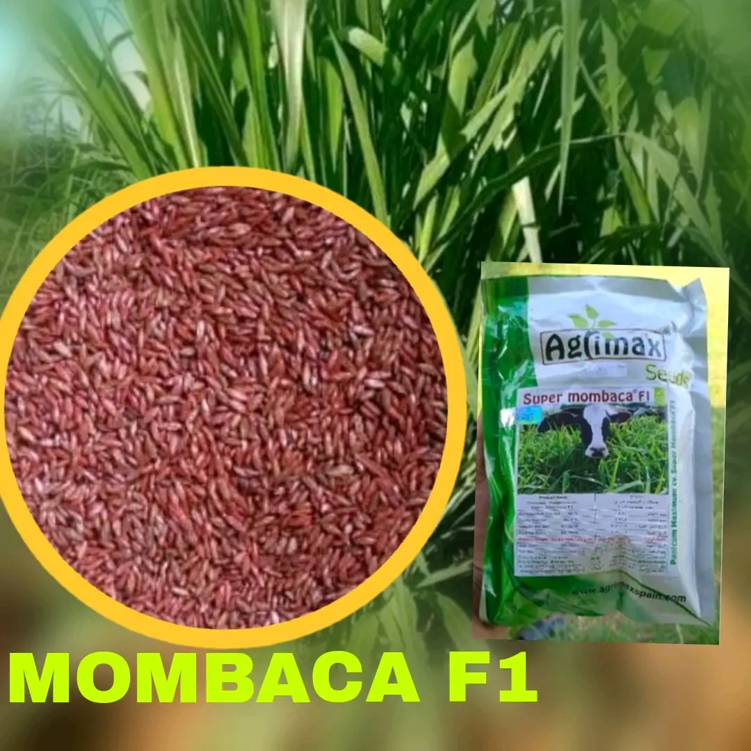 Benih Rumput Super Mombaca F1 asli 1 gram